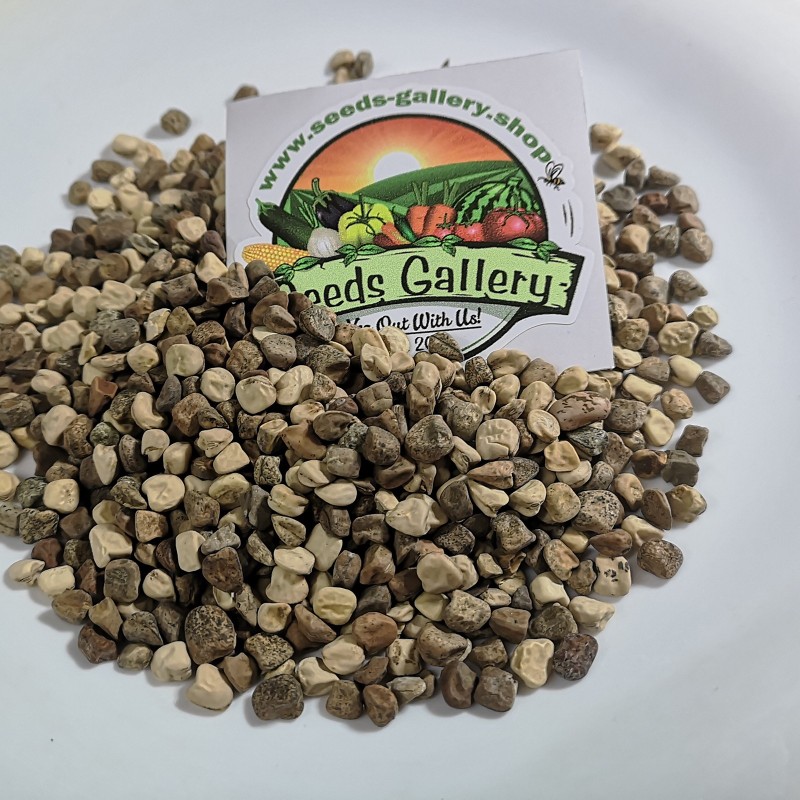 Sementes de CHÍCHARO Colorido (Lathyrus sativus) | Seeds Shop Store