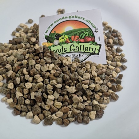 Sementes de CHÍCHARO Colorido (Lathyrus sativus) | Seeds Shop Store