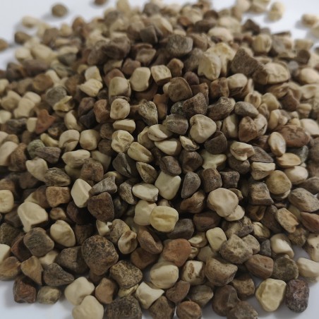 Sementes de CHÍCHARO Colorido (Lathyrus sativus) | Seeds Shop Store