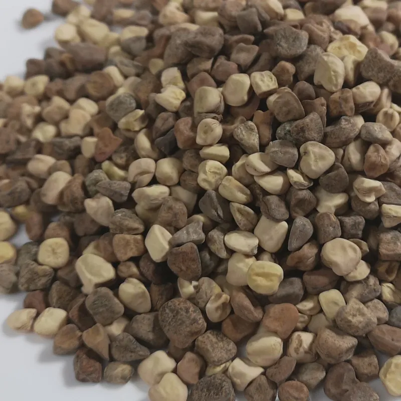 Sementes de CHÍCHARO Colorido (Lathyrus sativus) | Seeds Shop Store