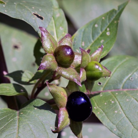 Pokrzyk wilcza jagoda nasion (Atropa belladonna) | Seeds Shop Store