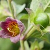 Velebilje, djavolove trešnje seme (Atropa belladonna) | Seeds Shop Store