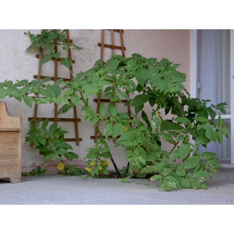 Velebilje, djavolove trešnje seme (Atropa belladonna) | Seeds Shop Store