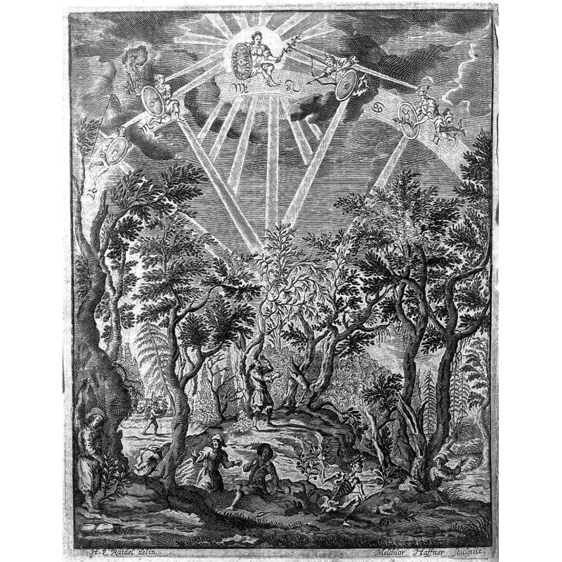 Graines de Belladone (Atropa belladonna) | Seeds Shop Store