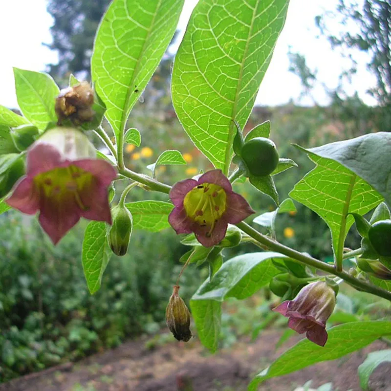 Pokrzyk wilcza jagoda nasion (Atropa belladonna) | Seeds Shop Store