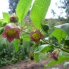 Pokrzyk wilcza jagoda nasion (Atropa belladonna) | Seeds Shop Store