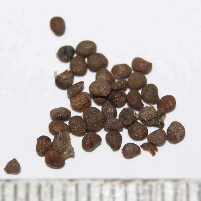 Nadragulya, Ördög Cseresznye mag (Atropa belladonna) | Seeds Shop Store