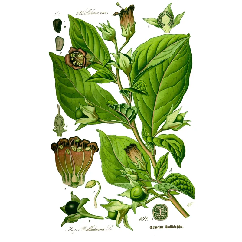 Graines de Belladone (Atropa belladonna) | Seeds Shop Store