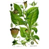 Graines de Belladone (Atropa belladonna) | Seeds Shop Store