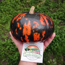 Zwarte Hokkaido pompoenpitten - 2.205