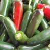 Early Jalapeno Chili Seeds | Seeds Shop Store