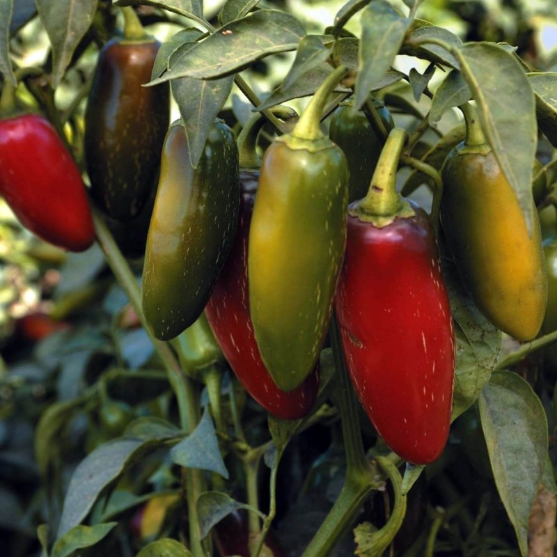 Early Jalapeno Chili Seeds | Seeds Shop Store