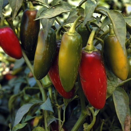 Early Jalapeno Chili Seeds | Seeds Shop Store