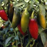 Early Jalapeno Chili Seeds | Seeds Shop Store