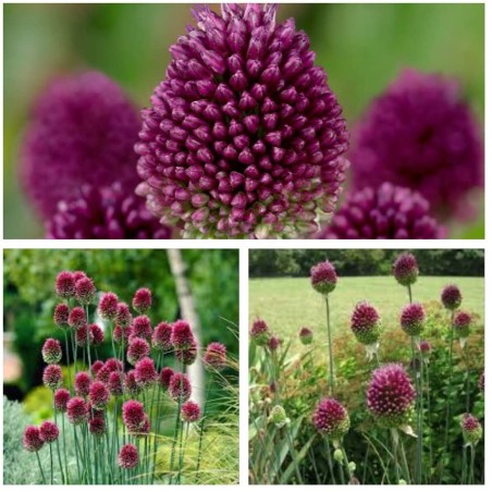 Round-headed garlic bulbs (Allium sphaerocephalon) | Seeds Shop Store