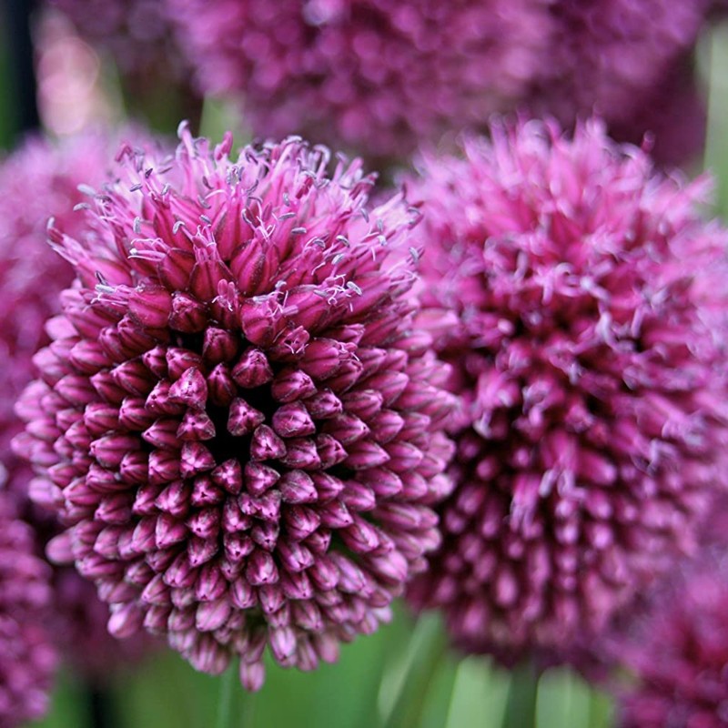 Round-headed garlic bulbs (Allium sphaerocephalon) | Seeds Shop Store