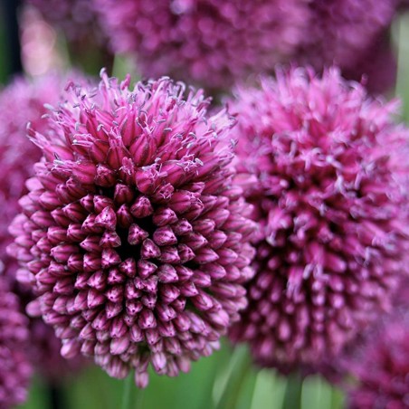 Round-headed garlic bulbs (Allium sphaerocephalon) | Seeds Shop Store