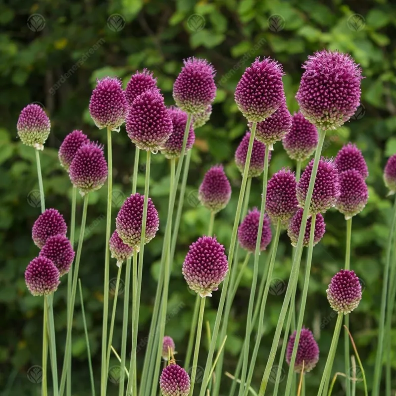 Round-headed garlic bulbs (Allium sphaerocephalon) | Seeds Shop Store
