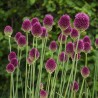 Round-headed garlic bulbs (Allium sphaerocephalon) | Seeds Shop Store
