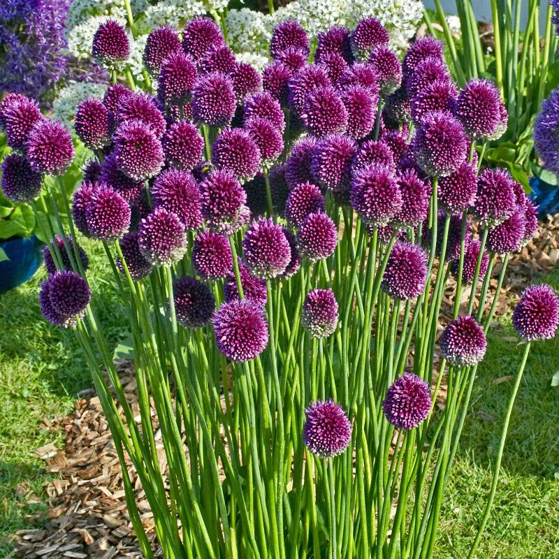 Round-headed garlic bulbs (Allium sphaerocephalon) | Seeds Shop Store