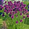 Round-headed garlic bulbs (Allium sphaerocephalon) | Seeds Shop Store