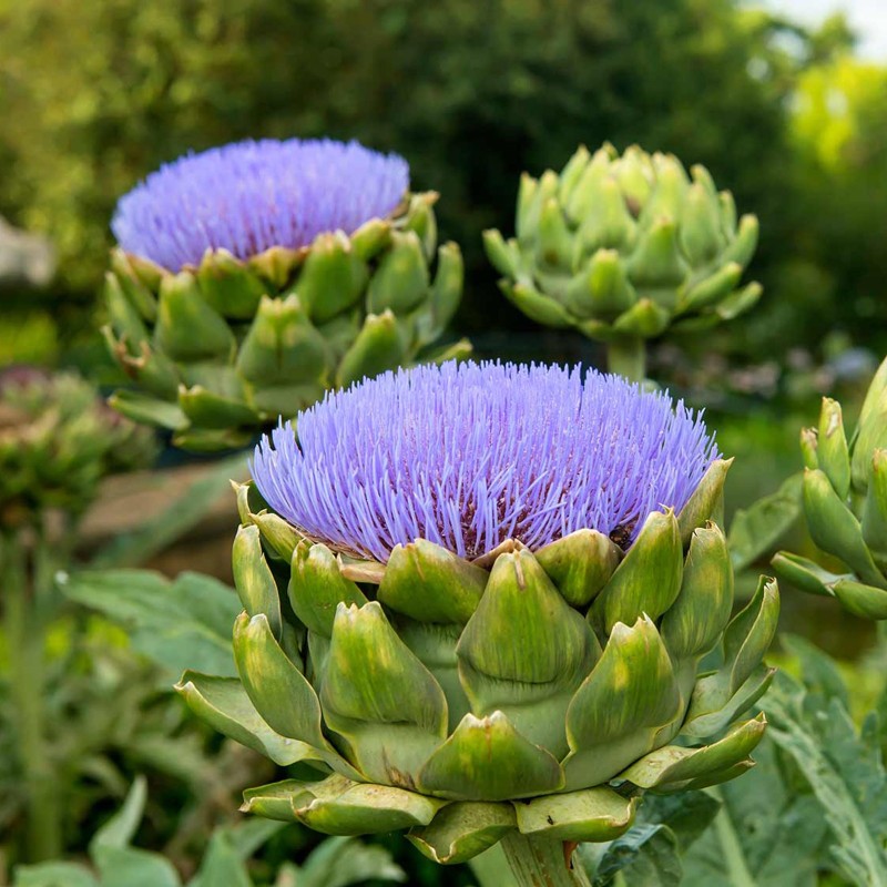 Artichoke Seeds Green Globe | Seeds Shop Store