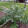 Artichoke Seeds Green Globe | Seeds Shop Store