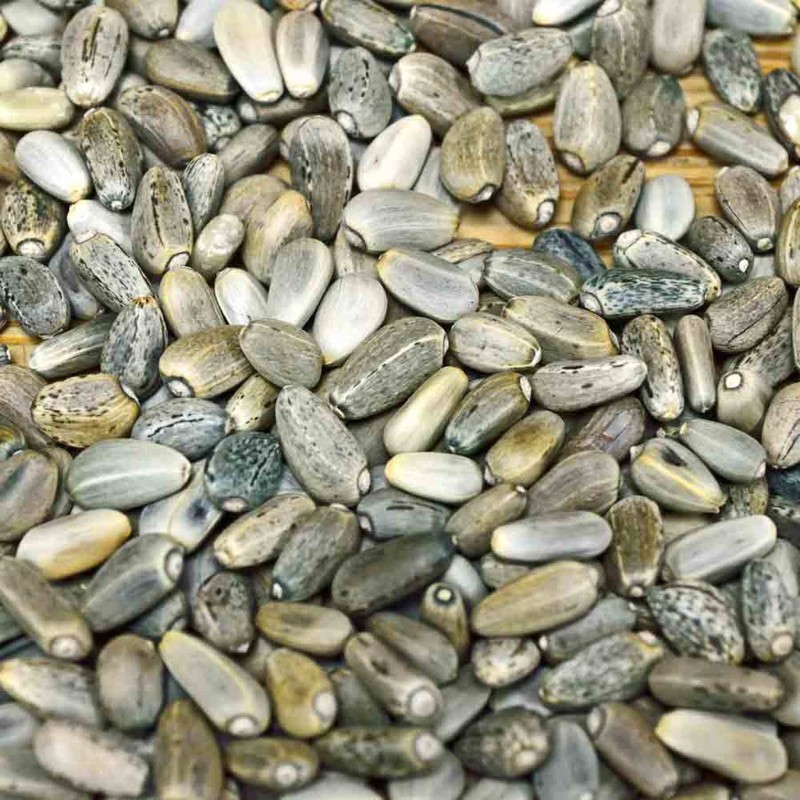 Sementes de alcachofra Green Globe | Seeds Shop Store