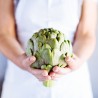 Sementes de alcachofra Green Globe | Seeds Shop Store