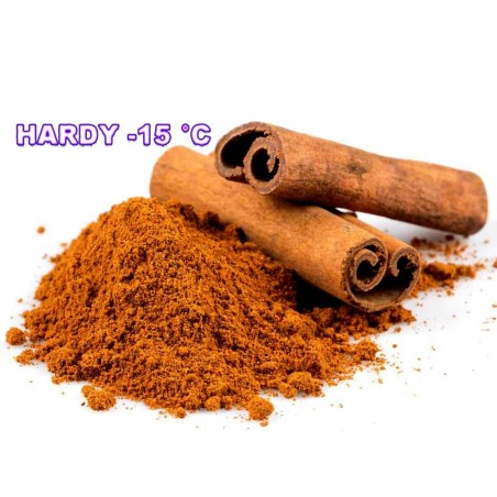 Сamphor Tree Cinnamon Seeds (Cinnamomum camphora) | Seeds Shop Store