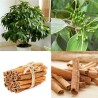 Сamphor Tree Cinnamon Seeds (Cinnamomum camphora) | Seeds Shop Store