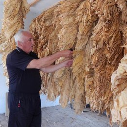 Semi di tabacco Hercegovacki Ravnjak (32 foglie) - 2.25