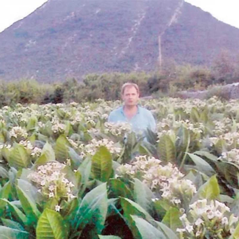 Semințe de tutun Hercegovacki Ravnjak (32 frunze) | Seeds Shop Store