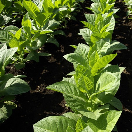 Semințe de tutun Hercegovacki Ravnjak (32 frunze) | Seeds Shop Store