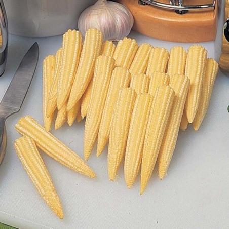 Mini Gold sweet corn seeds | Seeds Shop Store