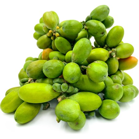 Melinjo Seeds (Gnetum gnemon) | Seeds Shop Store