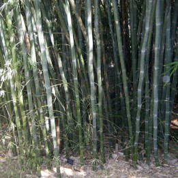 Semena bílého bambusu (Dendrocalamus membranaceus) - 2.655