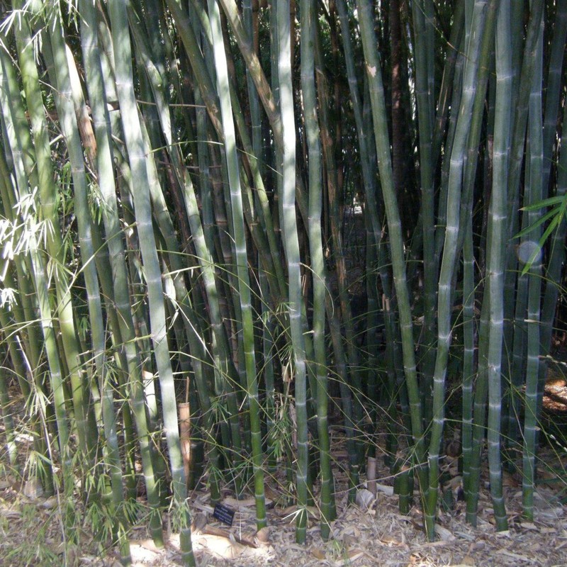 Sementes de bambu branco (Dendrocalamus membranaceus) | Seeds Shop Store