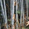 Sementes de bambu branco (Dendrocalamus membranaceus) | Seeds Shop Store
