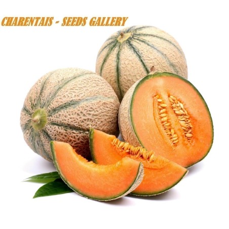 Charentais Melon Seed | Seeds Shop Store
