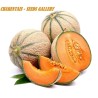Charentais Melon Seed | Seeds Shop Store