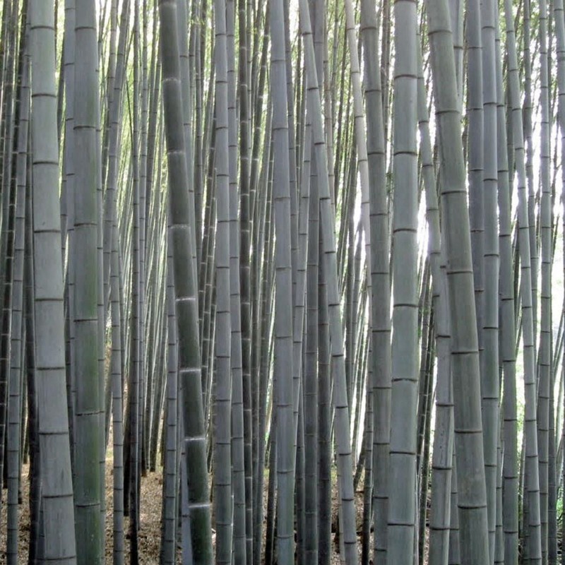 Sementes de bambu branco (Dendrocalamus membranaceus) | Seeds Shop Store