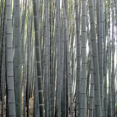 Sementes de bambu branco (Dendrocalamus membranaceus) | Seeds Shop Store