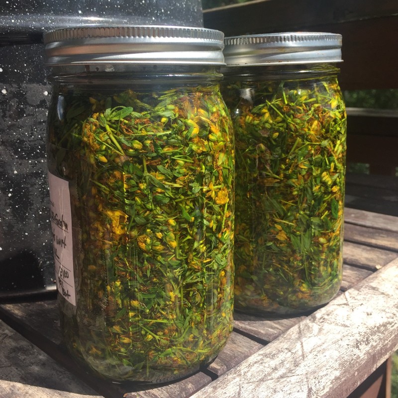 Sementes de Erva-de-são-joão (Hypericum perforatum) | Seeds Shop Store