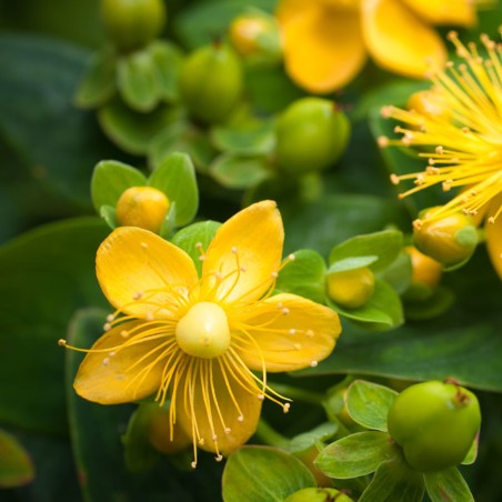 Sementes de Erva-de-são-joão (Hypericum perforatum) | Seeds Shop Store