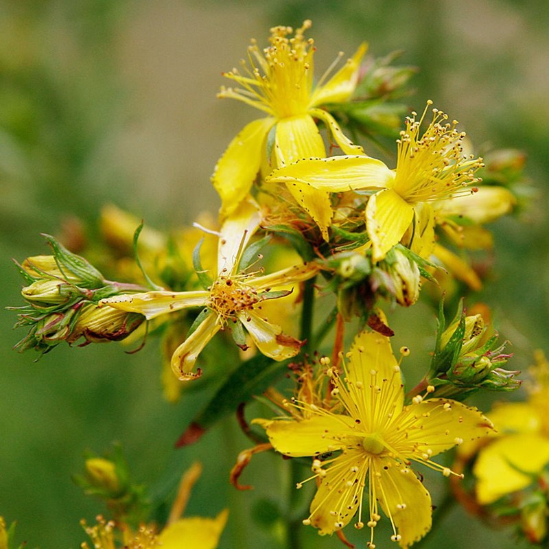 Sementes de Erva-de-são-joão (Hypericum perforatum) | Seeds Shop Store