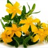 Sementes de Erva-de-são-joão (Hypericum perforatum) | Seeds Shop Store
