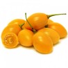 Yellow Tamarillo Seeds (Golden Tamarillo) | Seeds Shop Store