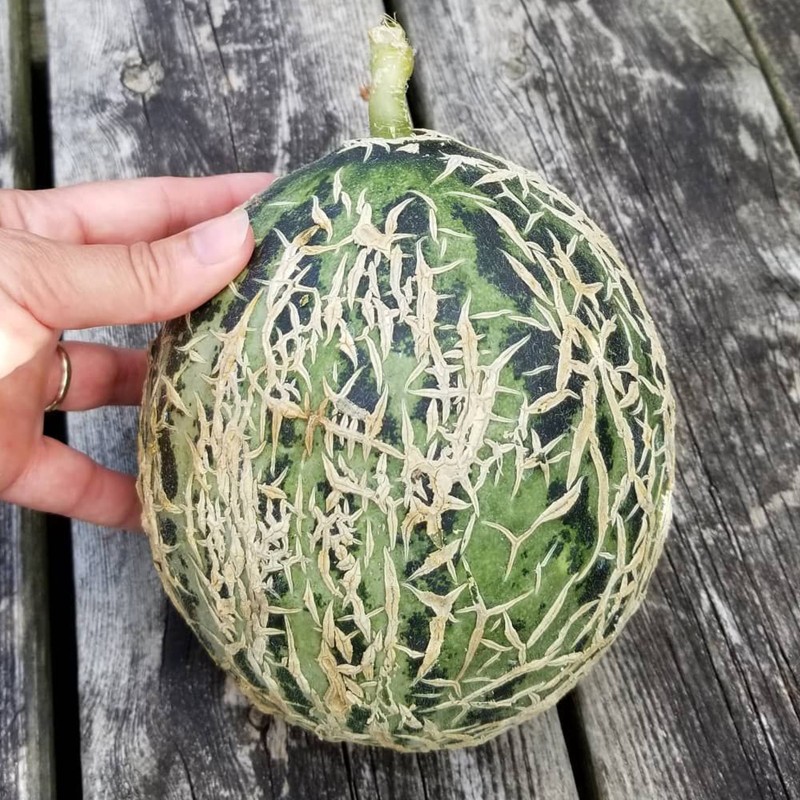 Sementes de Melão Casca de Carvalho | Seeds Shop Store