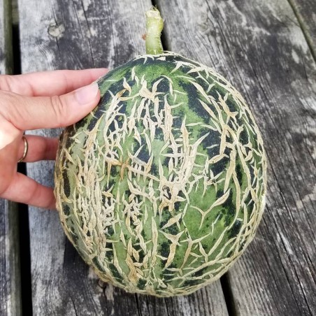 Sementes de Melão Casca de Carvalho | Seeds Shop Store